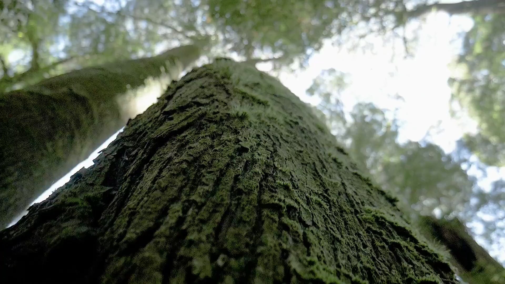 Chêne-liège dans son environnement naturel, matière première de nos produits en liège