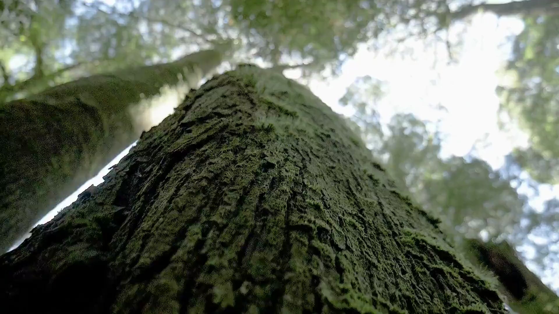 Chêne-liège dans son environnement naturel, matière première de nos produits en liège